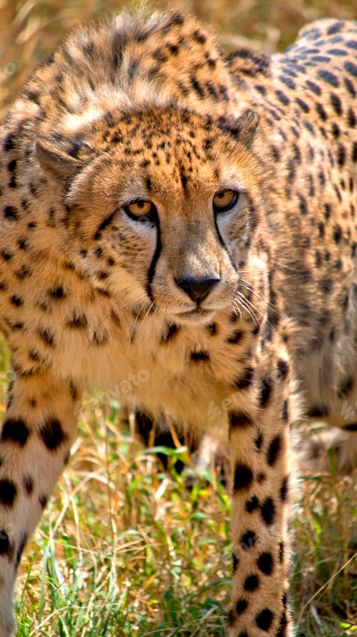 Preview: Cheetah, Wildlife Reserve, South Africa