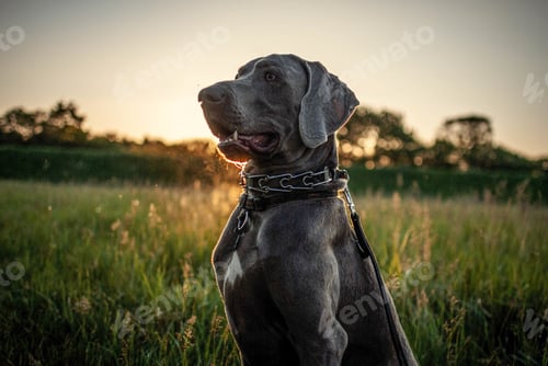 Preview: Black Weimaraner in a garden surrounded by greenery under the sunlight during a beautiful sunset