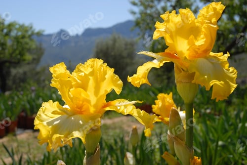 Preview: Tall bearded iris, It's Magic