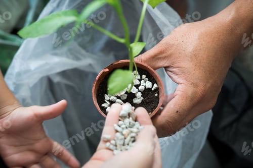 Preview: gardening activity at home, family growing plants together.