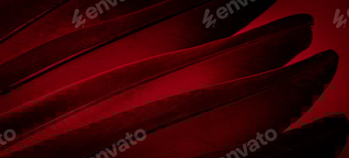 Preview: red feather pigeon macro photo. texture or background