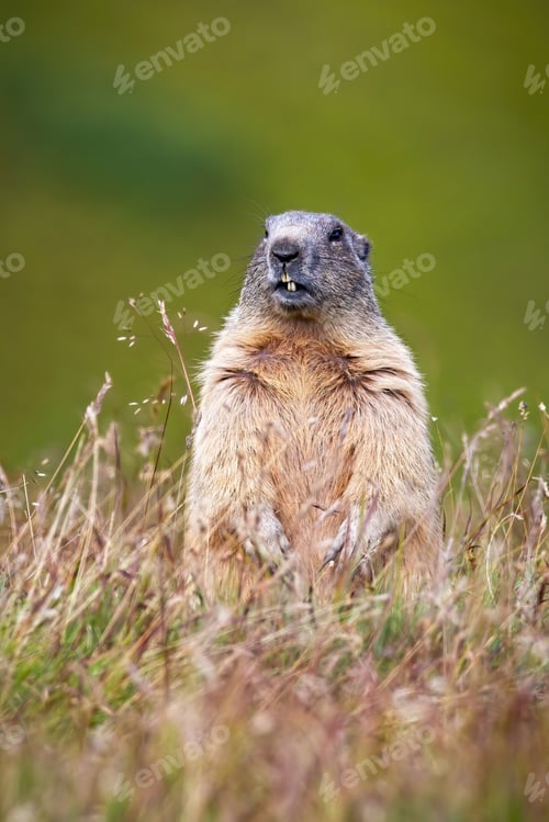 Preview: Alpine marmot whistling with open mouth and warning from danger in summer nature