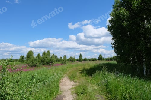 Preview: Summer landscape near a country road with a blue cloudy sky and a field of blooming pink flowers.