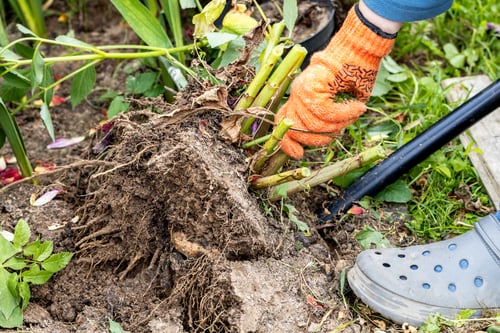 Preview: dahlia tubers just lifted for overwintering