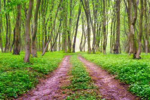 Preview: Fog in the spring forest. Soft light. A natural landscape after rain in the forest. Road through the