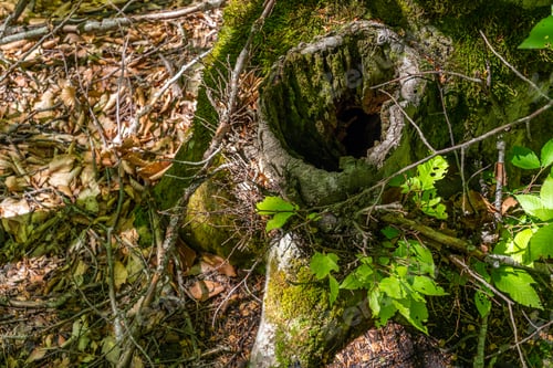 Preview: Hollow in the trunk of an old tree