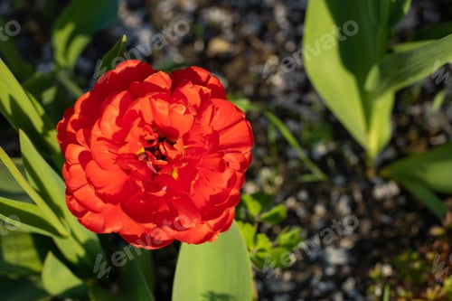 Preview: top view of beautiful red fluffy peony tulip on blur background in garden