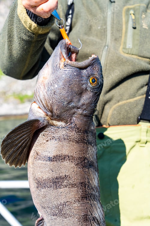 Preview: Fisherman with big wolffish near Lofoten, Senija, Alta Norway. Man holding catch Atlantic wolf fish