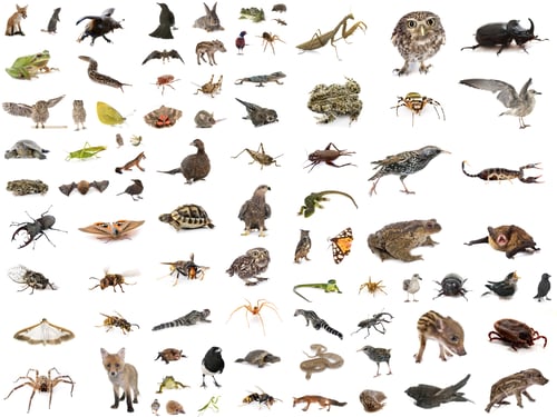 Preview: european wildlife in studio