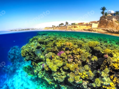 Preview: Underwater shot of a coral reef in the red sea