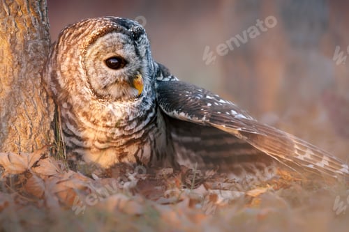 Preview: an owl sitting down on the ground by a tree trunk
