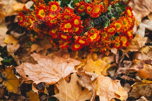 Preview: Orange chrysanthemum flowers on the background of fallen leaves with copy space and selective focus