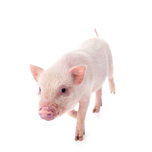 Preview: miniature pig in studio