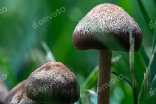 Preview: Closeup of Panaeolus foenisecii, commonly called the mower's mushroom.