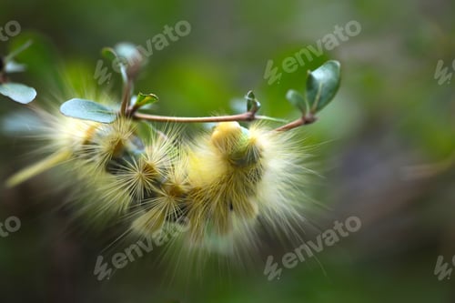 Preview: Yellow Caterpillar