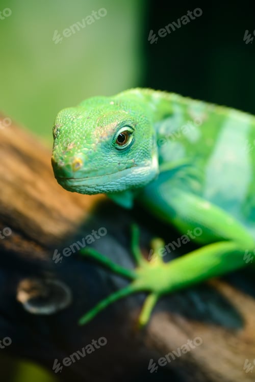 Preview: Green lizard, Fiji banded iguana