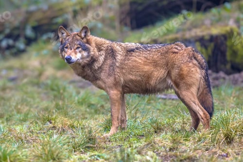 Preview: Wolf sideview in a forest