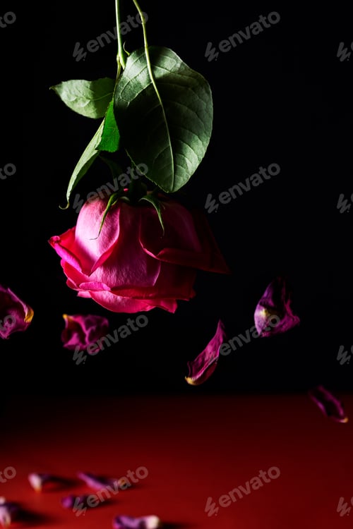 Preview: A delicate bright red flower lowered down and rose petals flying around