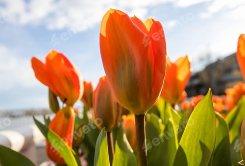 Preview: Tulip