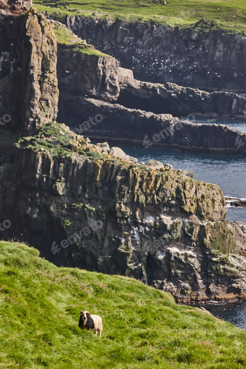 Preview: Sheep lamb grazing on the Faroe islands green cliffs
