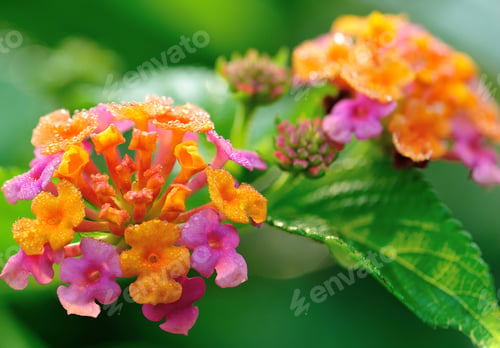 Preview: Beautiful little yellow and pink lantana camara flowers blooming in spring