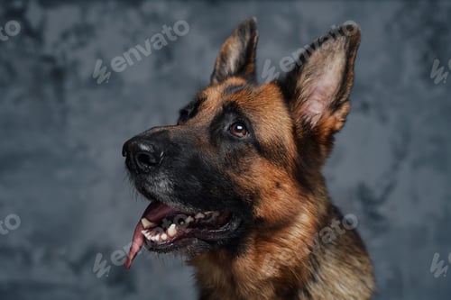 Preview: Headshot of purebred german shepherd against dark background