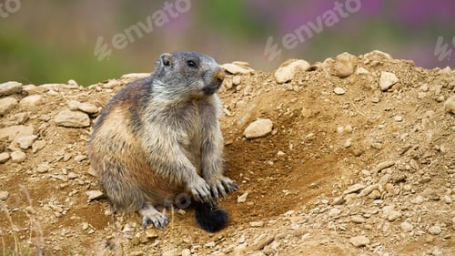 Preview: Lovely alpine marmot sitting near den in Low Tatras national park