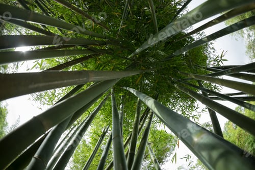 Preview: Bamboo trees looking up