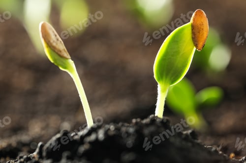 Preview: Young vegetable seedlings growing in soil outdoors