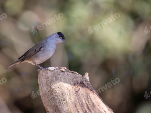 Preview: Eurasian blackcap (Sylvia atricapilla) perched on wood