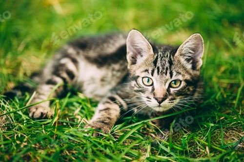 Preview: Playful Cute Tabby Gray Cat Kitten Pussycat Sitting In Grass Out