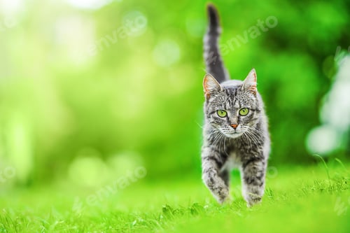 Preview: tabby cat outdoors in sunny green garden walking towards camera looking