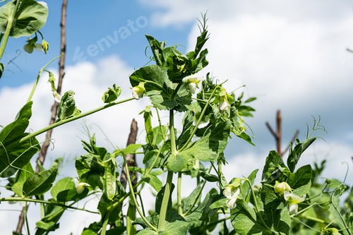 Preview: Young Green Peas Plants Against Blue Cloudy Sky.