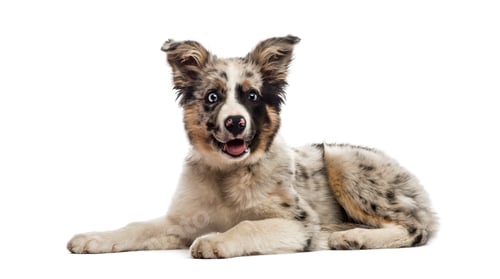 Preview: Border collie