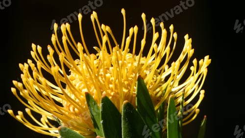 Preview: Close up of yellow pincushion protea flower in morning sunlight dark background