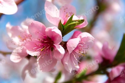 Preview: Blooming peach tree on blue sky background
