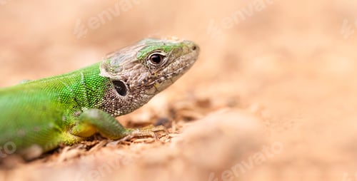 Preview: Close-up of a green lizard