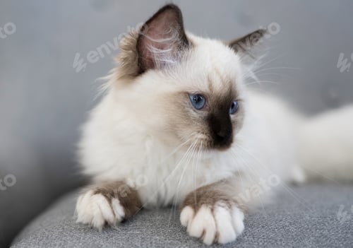 Preview: Ragdoll kitten cat at home