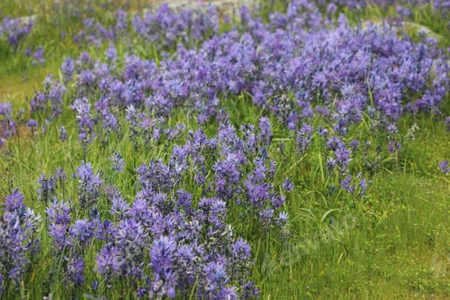 Preview: Camas flowers
