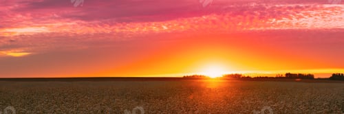 Preview: Summer Sun Shining Above Field With Fagopyrum flowering plants. Sunset Sunrise Sun. Green manure