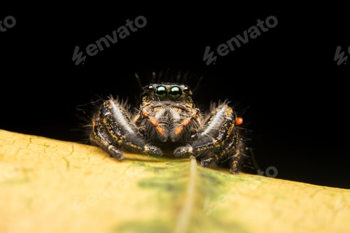 Preview: Adorable Jumping Spider on Yellow Leaf in Studio