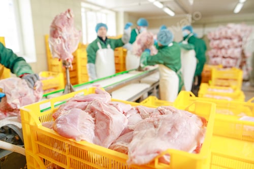 Preview: turkey production process, turkey poultry farm