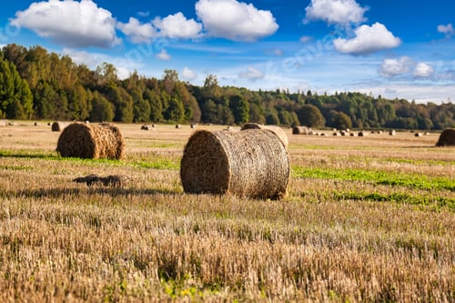 Preview: Golden Hay Bales Dot Expansive Agricultural Fields Under a Brilliant Blue Sky