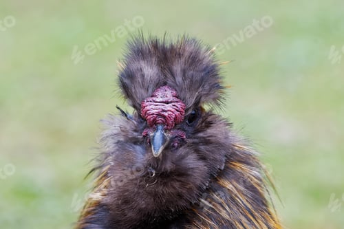 Preview: Chinese silky bantam chicken with blurred background