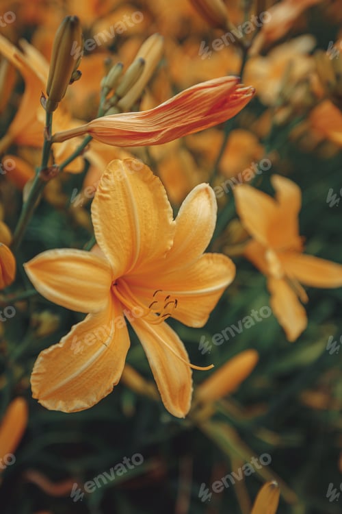 Preview: Field of orange blooming daylily