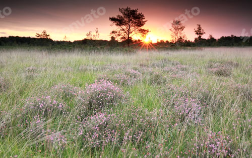 Preview: purple sunrise over marsh with heather