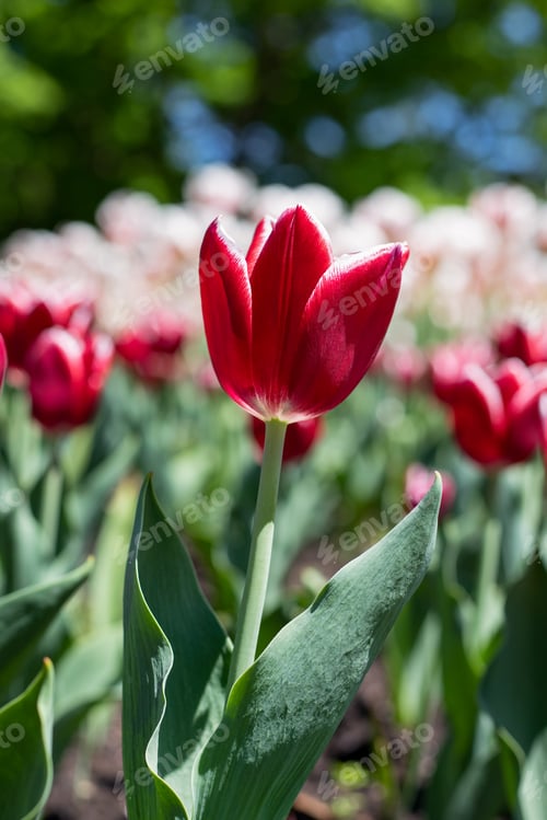 Preview: Tulips in park in spring. Flowers in garden in springtime.