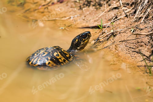 Preview: Eastern Box Turtle emerging from muddy water onto a sandy bank in Dover, Tennessee