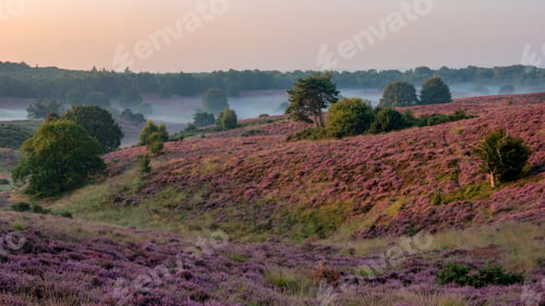 Preview: Posbank National park Veluwe, purple pink heather in bloom, blooming heater on the Veluwe