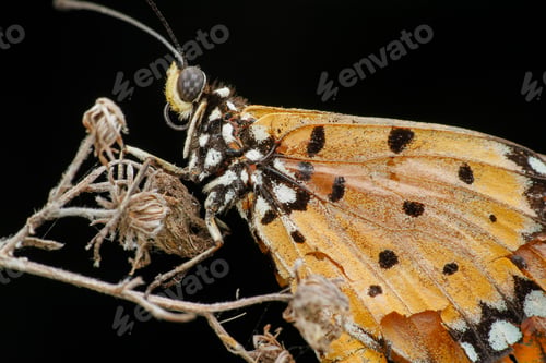 Preview: butterfly